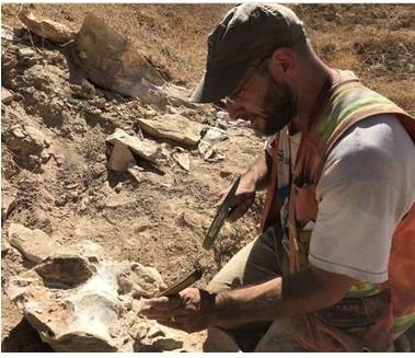 Ridgecrest Quakes Helped Unearth Ancient Whale Fossil