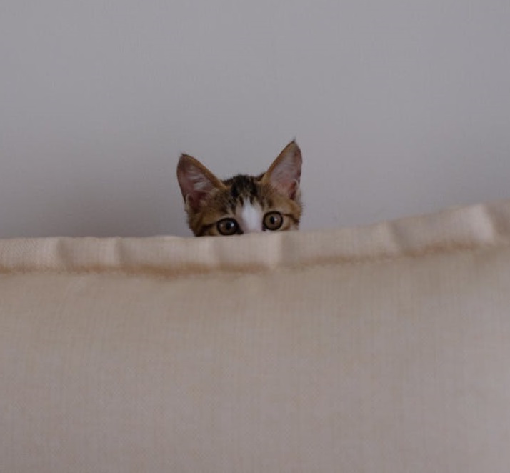 Can animals sense earthquakes before they strike?