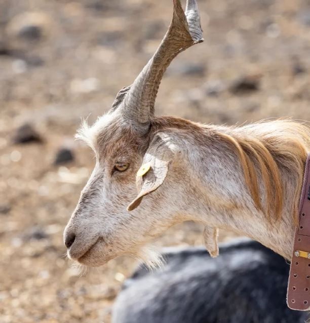 Can animals detect disasters? Thailand tales make the case