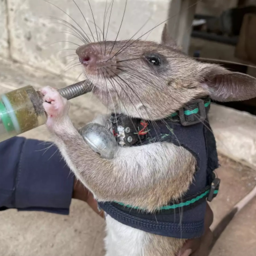 Hero Rats train to help in earthquake rescues
