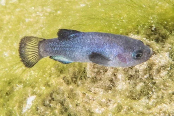 'Desert tsunami' reveals rare fish population